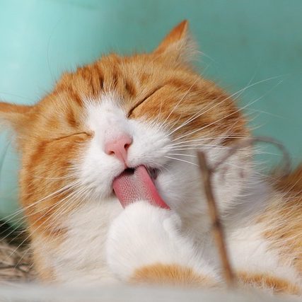 Wandia Ndieri